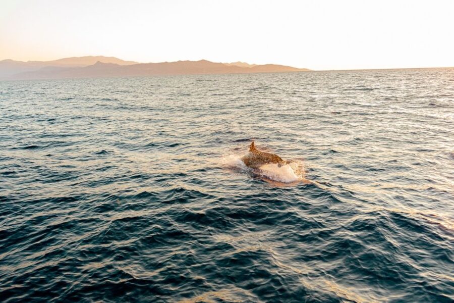 Agios Nikolaos: Mirabello Bay Sailing Cruise with Meal - Practical details that make the day easier
