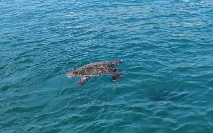 Agios Sostis: Marathonissi, Keri Caves, and Turtle Spotting - Booking details that affect your decision