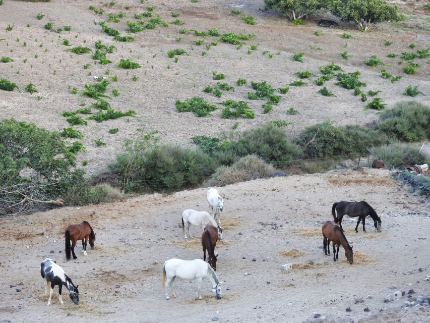 Akrotiri: Guided Horseback Riding Day Trip to a Beach - Choosing the best time of day