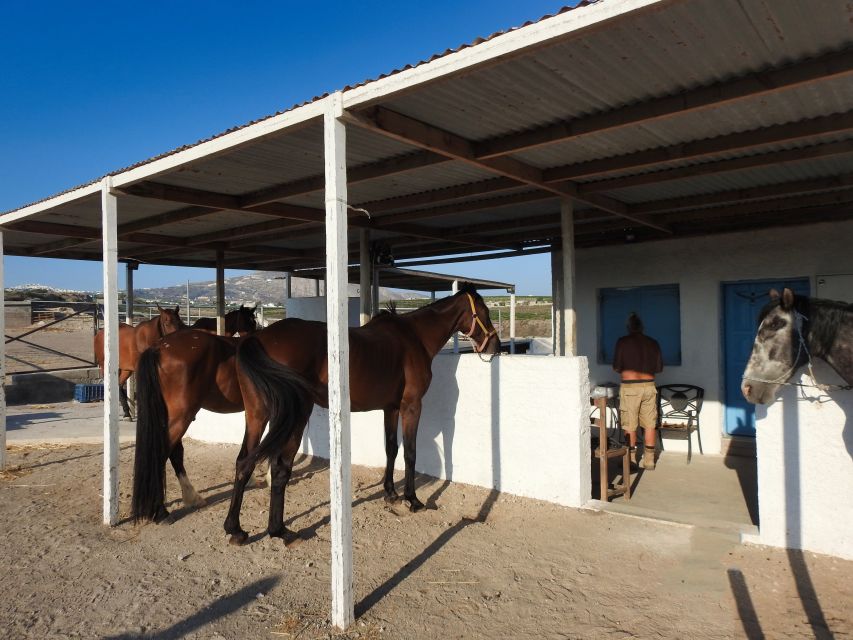 Akrotiri: Guided Horseback Riding Day Trip to a Beach - Is $88 a fair price?