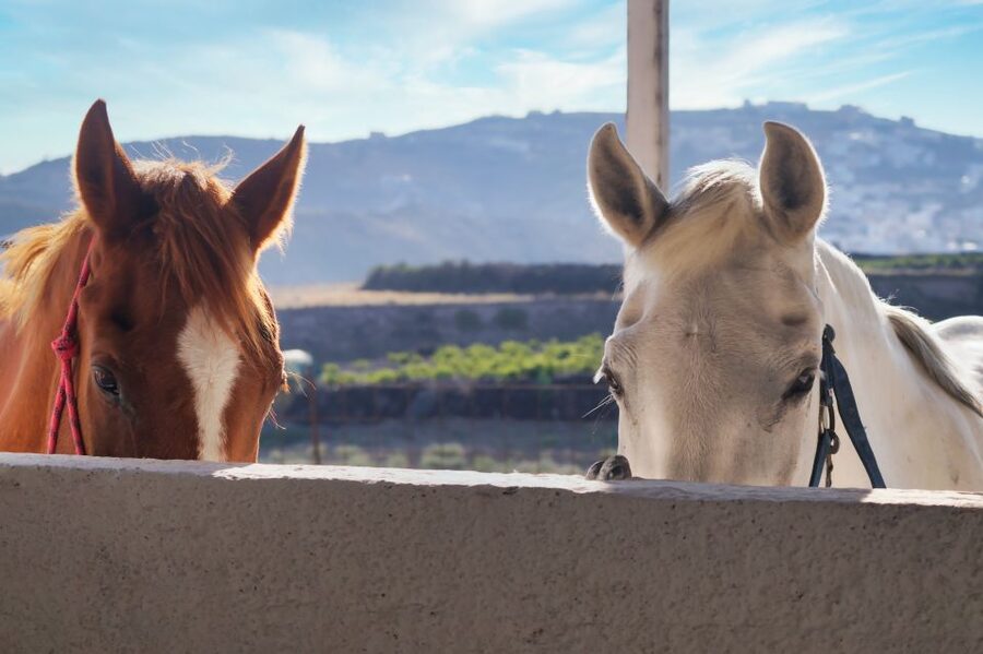 Akrotiri: Guided Horseback Riding Day Trip to a Beach - Who should book this ride?