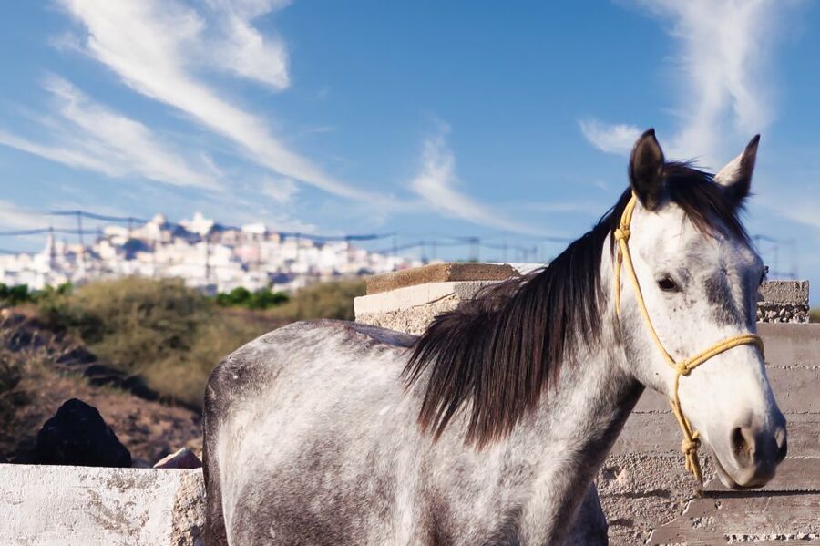 Akrotiri: Guided Horseback Riding Day Trip to a Beach - Why beginners feel comfortable here