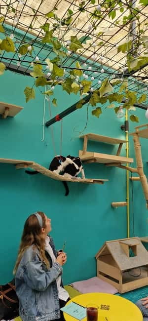 Athens: Cat Cafe Visit with Drink and Sweet - What your 90 minutes at Cat Café Athens feels like
