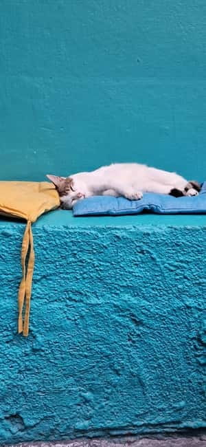 Athens: Cat Cafe Visit with Drink and Sweet - Meeting cats that need homes