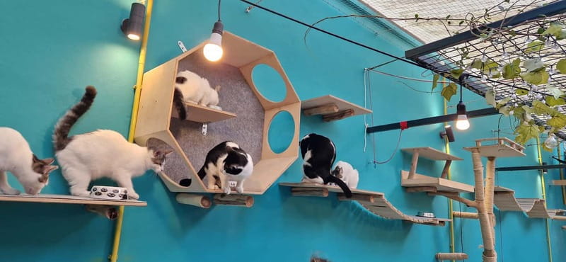 Athens: Cat Cafe Visit with Drink and Sweet - Drinks, sweets, and the café menu