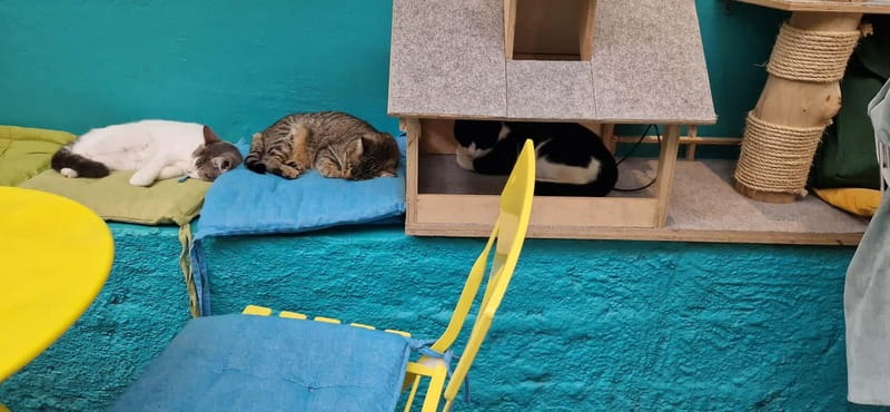 Athens: Cat Cafe Visit with Drink and Sweet - How the small group changes the experience