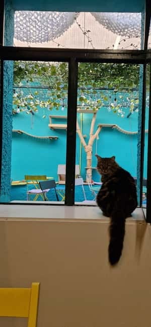 Athens: Cat Cafe Visit with Drink and Sweet - What the high rating tells you, and what it does not