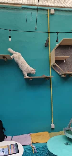 Athens: Cat Cafe Visit with Drink and Sweet - Who should book this Athens cat café visit