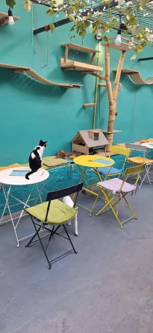 Athens: Cat Cafe Visit with Drink and Sweet - Booking, timing, and value