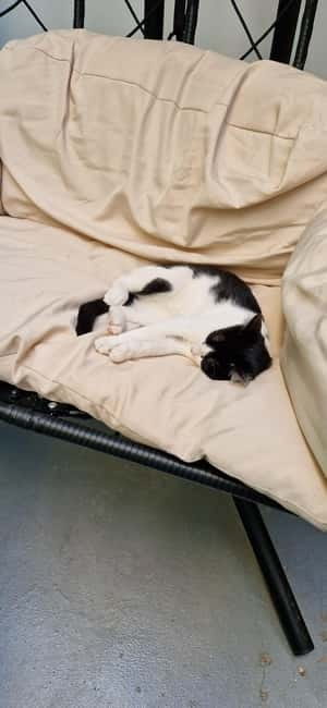 Athens: Cat Cafe Visit with Drink and Sweet - A calm break from Athens sightseeing