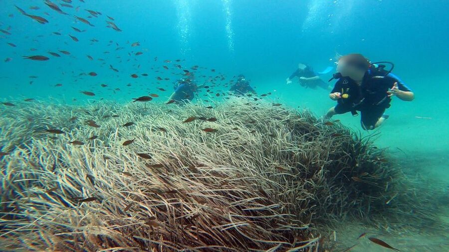 Athens East Coast: Discover Scuba Diving in Nea Makri - The 30 to 40-minute underwater route