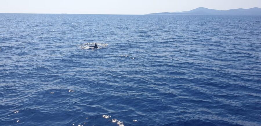 Athens: Riviera Catamaran Tour with Fresh Meal and Drinks - Who will enjoy this cruise most?