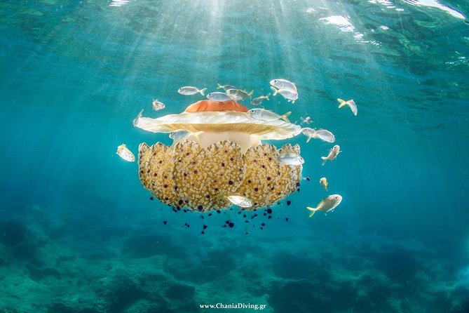 Boat Trip in Crete with Guided Snorkeling and Free Pick up! - Marathi offers the best relaxed snorkeling time