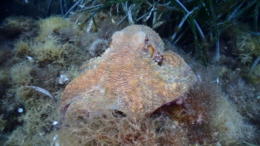 Chalkidiki: Scuba Diving for Beginners in Kassandra - What this Kassandra underwater experience is really like