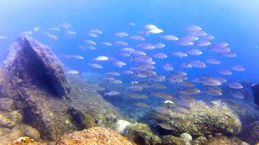 Chalkidiki: Scuba Diving for Beginners in Kassandra - How the small group affects your time