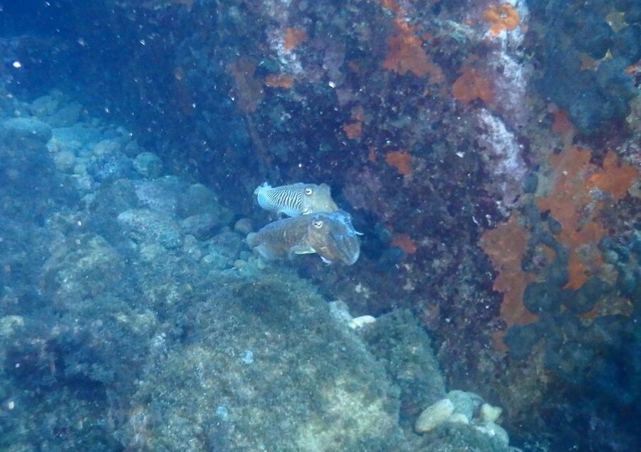Chalkidiki: Scuba Diving for Beginners in Kassandra - Starting with pickup around Kassandra