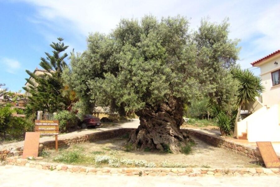 Chania Area: Food Tasting Tour with Winery Visit & Swim Stop - Two hours at Nopigia Beach