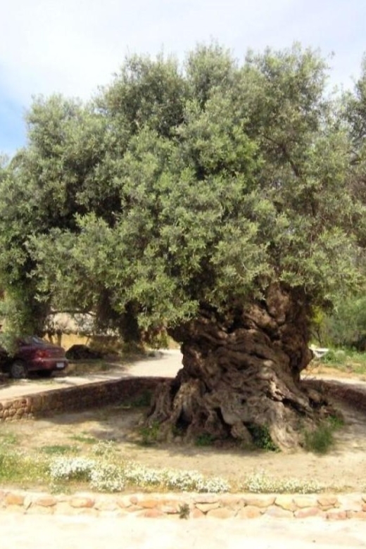 Chania Area: Food Tasting Tour with Winery Visit & Swim Stop - What to bring for a comfortable day