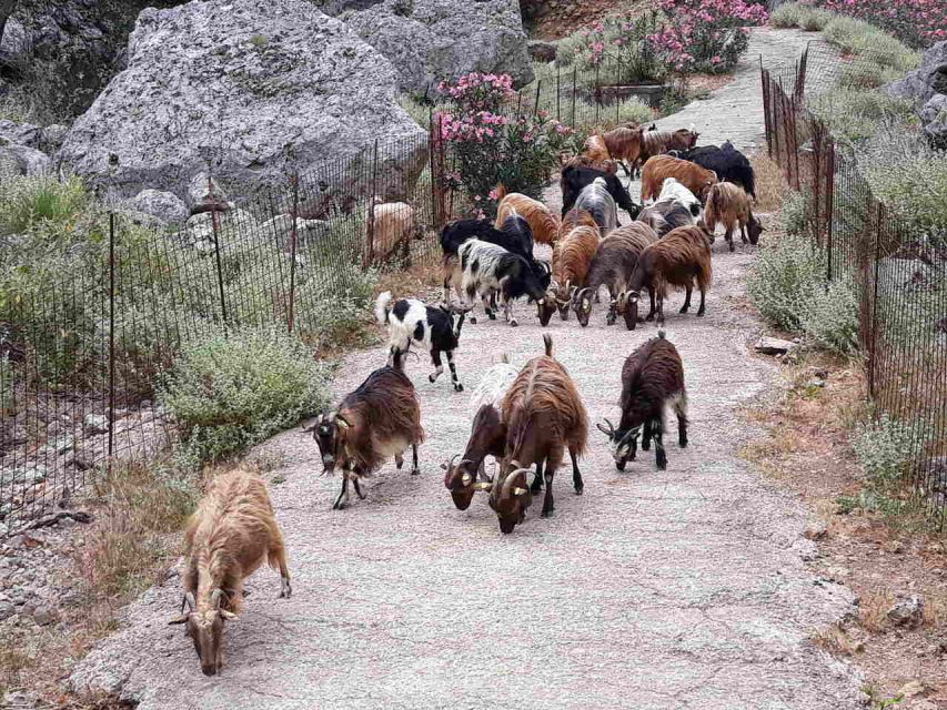 Chania: Balos and Falassarna Tour with Loungers and Lunch - Practical details that can make or break the day