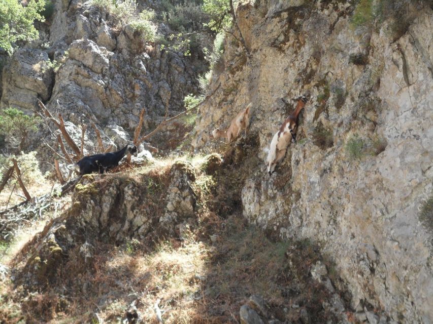 Chania: Imbros Gorge and Libyan Sea Day Tour - Is the $36 Price Good Value?