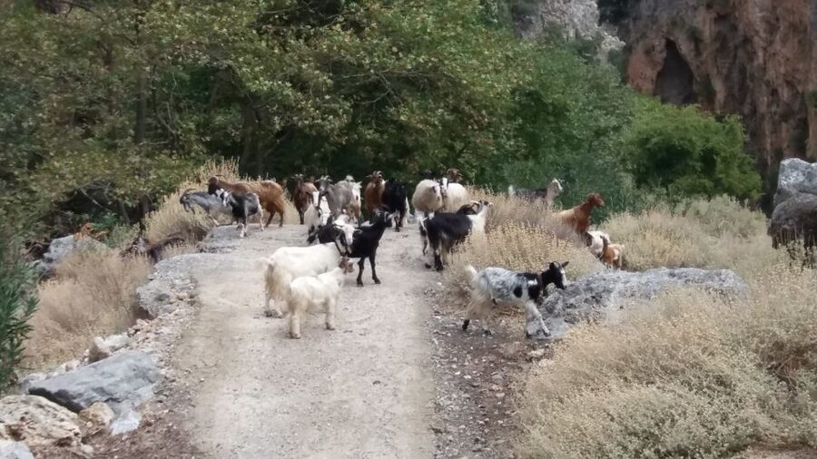Chania: Milia Mountain Tour w/Lunch Olive Oil/Wine Tastings - Should you book this Chania mountain tour?