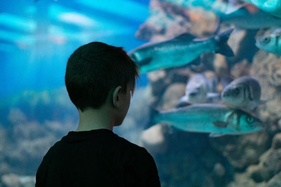 Corfu: Aquarium Entry Ticket with Guided Tour - The Mediterranean tanks: local animals with a sense of place