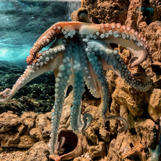 Corfu: Aquarium Entry Ticket with Guided Tour - A practical family stop