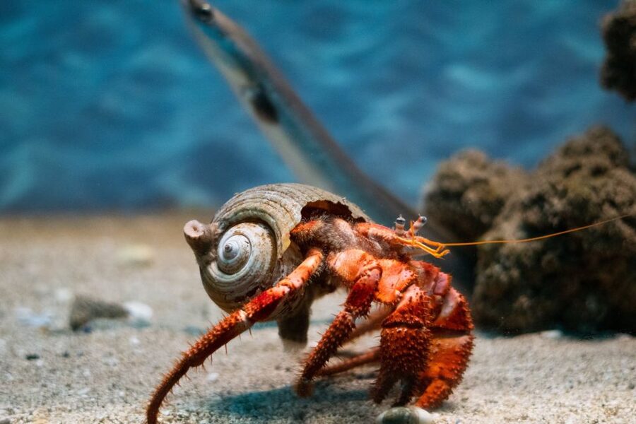 Corfu: Aquarium Entry Ticket with Guided Tour - What the 45-minute guided tour feels like