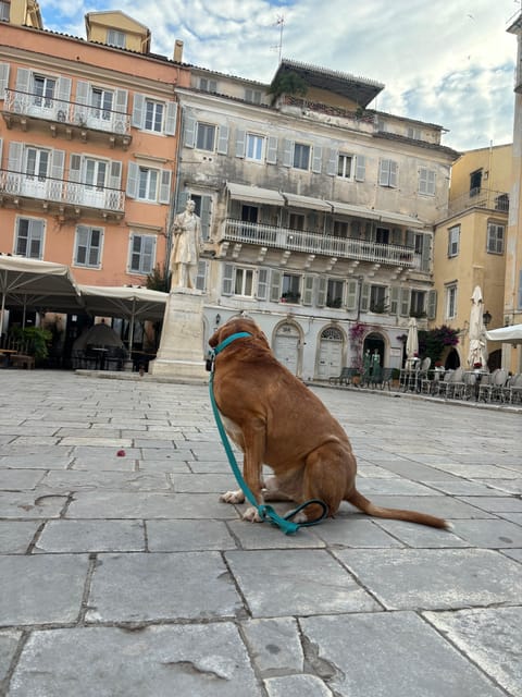 Corfu: Dog Sightseeing Tour - Walking the Esplanade with a dog beside you