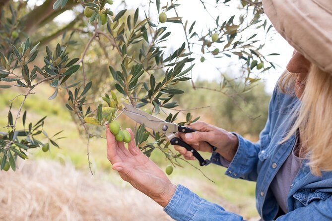 Cretan Wines & Olive oil tour - The treasures of Crete - Who should book this Cretan food tour