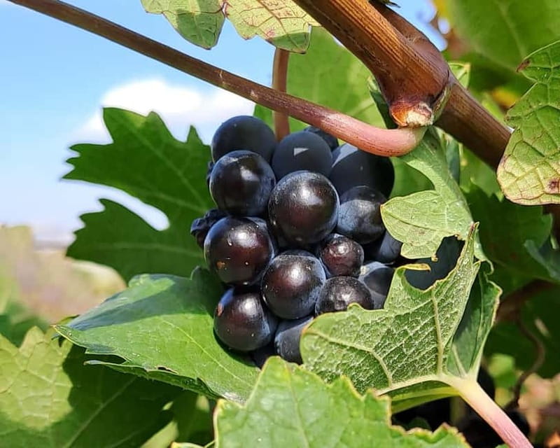 Crete: 2 Wineries Tour with Wine Tasting & Lunch - Winery One: Organic Farming and Five Cretan Wines