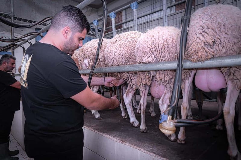 Crete: Farm Visit with Cheese Tasting and Milking Experience - Meeting Cretan farm life near Rethymno