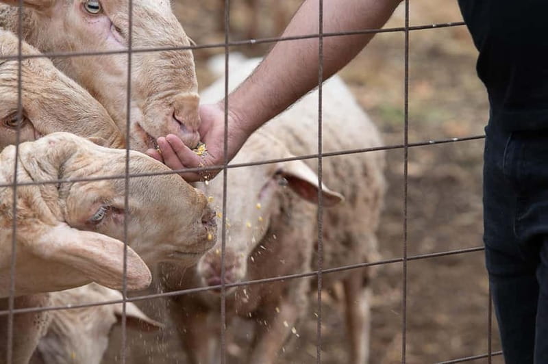 Crete: Farm Visit with Cheese Tasting and Milking Experience - Should you book this farm experience?