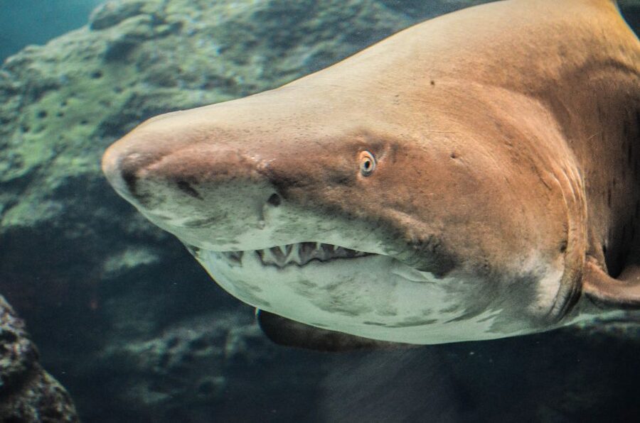 Crete: Heraklion Center, Local Market and Creta Aquarium - Cretaquarium in an 80-minute visit