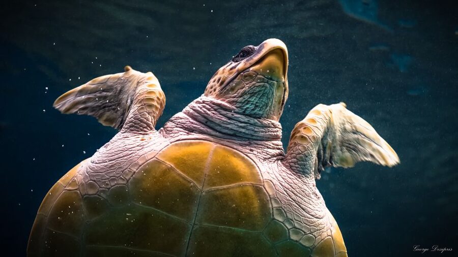 Crete: Heraklion Center, Local Market and Creta Aquarium - How much value does the $23 price offer?