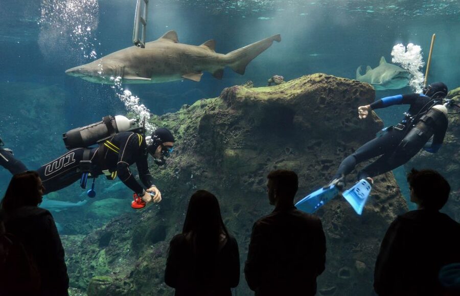 Crete: Heraklion Center, Local Market and Creta Aquarium - Pickup from the resort areas