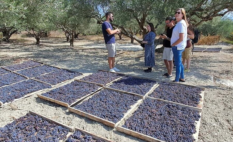 Crete: Knossos Palace, Winery & Olive Oil Tour with Lunch - Who should book this outing