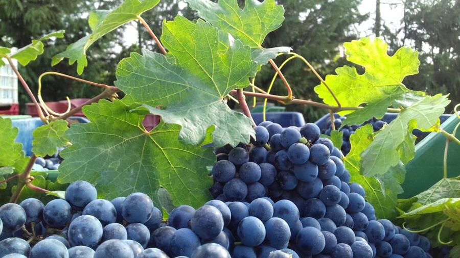 Crete: Olive, Wine, & Raki on a Flavorful Culinary Journey - Key points to know before booking