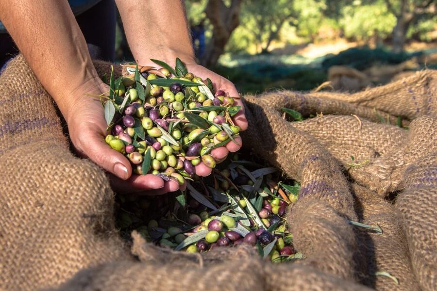Crete: Olive, Wine, & Raki on a Flavorful Culinary Journey - My verdict: book it for variety and local contact