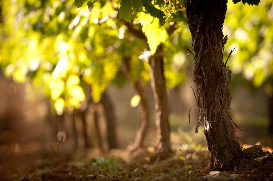 Crete: Olive, Wine, & Raki on a Flavorful Culinary Journey - Stironas brings wine and raki together