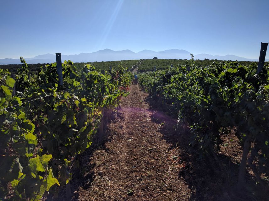 Crete: Olive, Wine, & Raki on a Flavorful Culinary Journey - Archanes adds a village setting