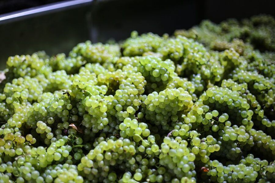 Crete: Olive, Wine, & Raki on a Flavorful Culinary Journey - Skalani and the olive oil story