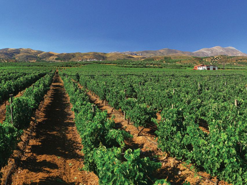 Crete Private Tour: The Secrets of Wine, Olives & Honey - Melidoni lunch with a village welcome