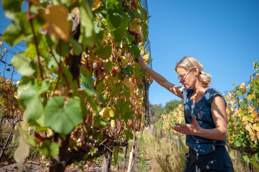 Crete Private Tour: The Secrets of Wine, Olives & Honey - Klados Winery and the first taste of Crete