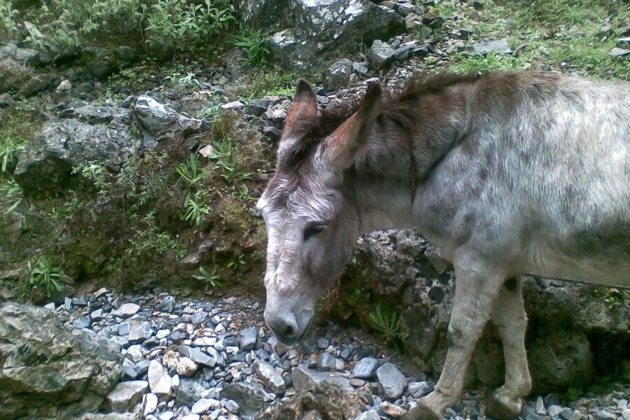 Crete: Samaria Gorge Hiking with transfer and expert Escort - Guide support and the pace of the day