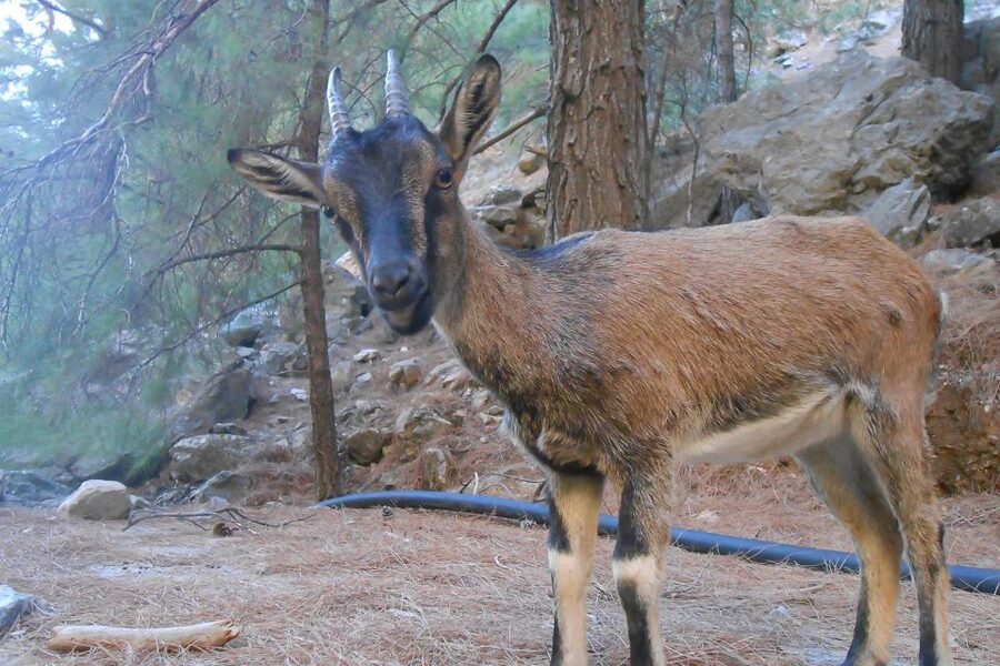 Crete: Samaria Gorge Hiking with transfer and expert Escort - Price, extra fees, and overall value