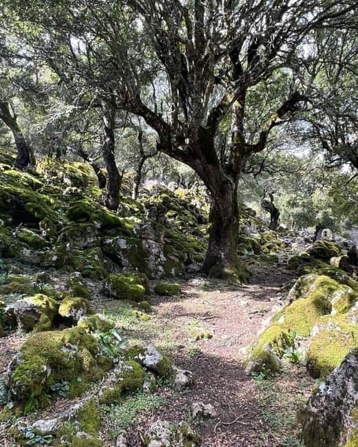 Crete: Sarakina Gorge, Forests, and South Coast Safari - Kritsa, old paths, and village time