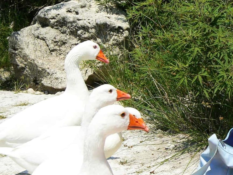 DayTrip Kournas lake Argyroupoli &Georgioupoli from Rethymno - Is $27.10 a fair price?