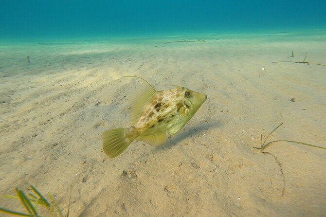 Discover Small Group Scuba Diving Experience in Nea Makri, Athens - Schinias Beach and the 5 to 6 meter seabed