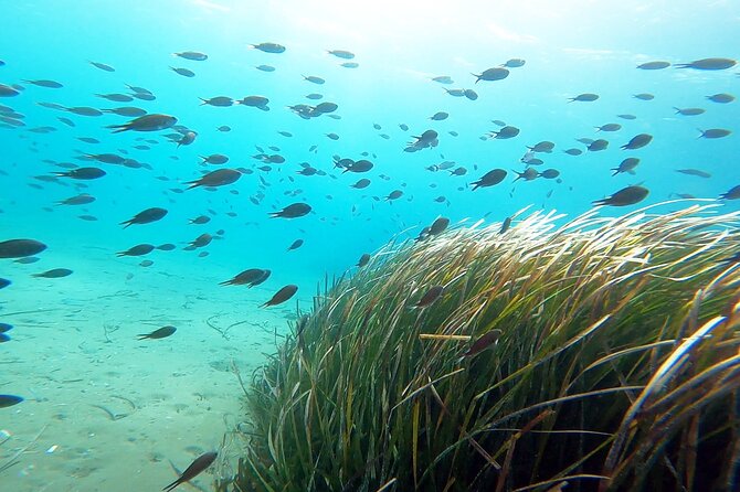 Discover Small Group Scuba Diving Experience in Nea Makri, Athens - Who will enjoy this introduction most